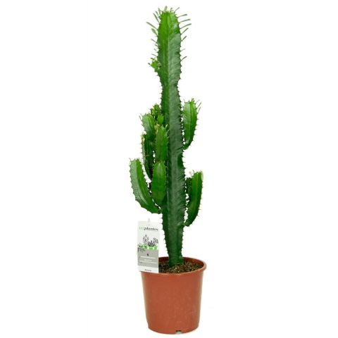 Euphorbia acruensis cactus 