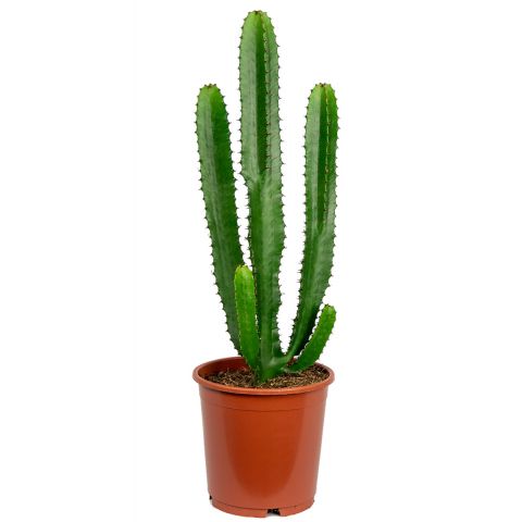 Euphorbia acruensis cactus 