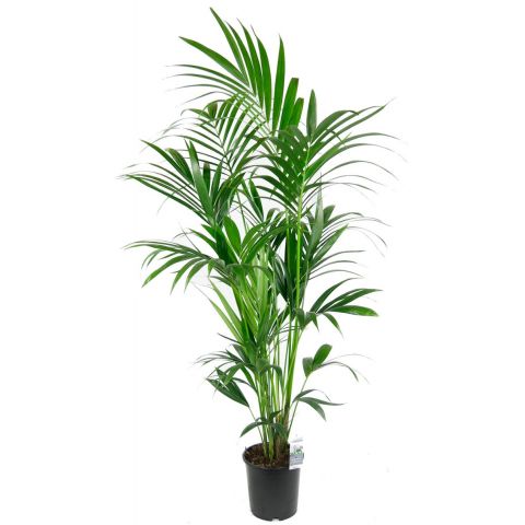 Grand palmier kentia, plante d'intérieur 