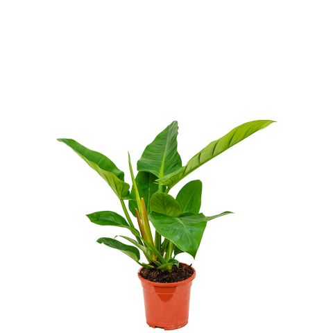 Philodendron imperial green 2 1