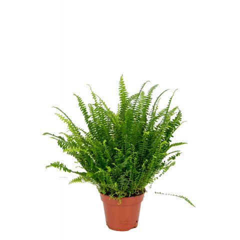 Varen-green-kamerplant